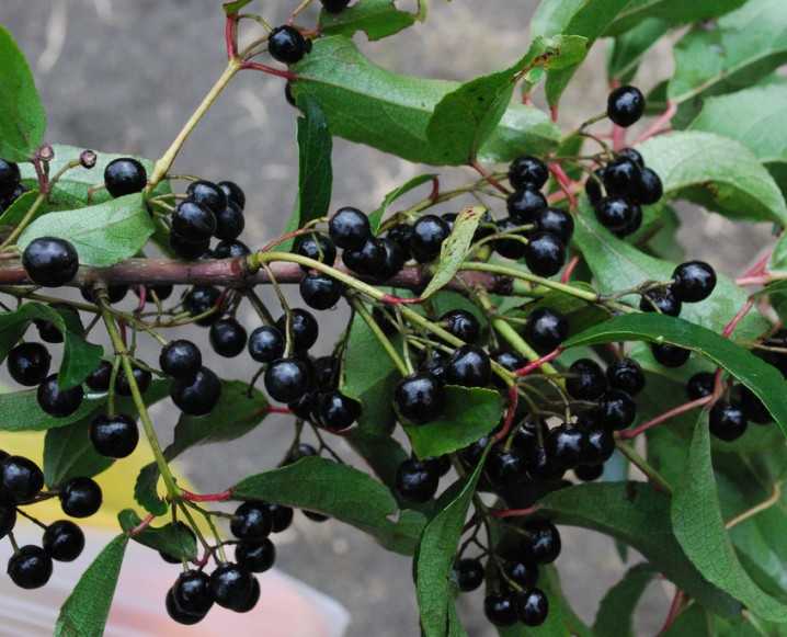 fructele de maqui berry