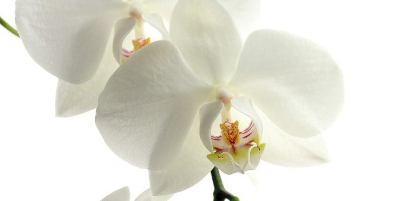 Cum îngrijeşti orhideele?