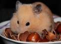 Despre hamsteri