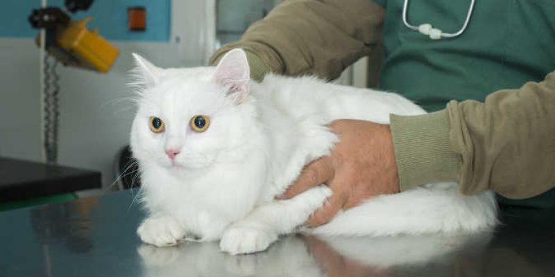 Despre mersul la veterinar